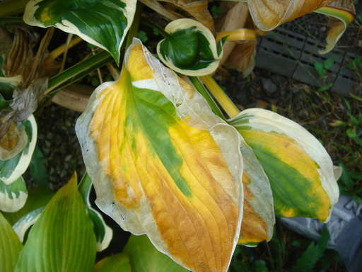 �^�N����́u��͉��|�v