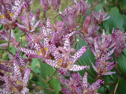 �^�N����́u��͉��|�v