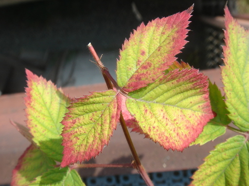 �^�N����́u��͉��|�v