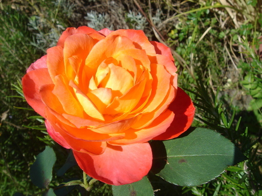 �^�N����́u��͉��|�v