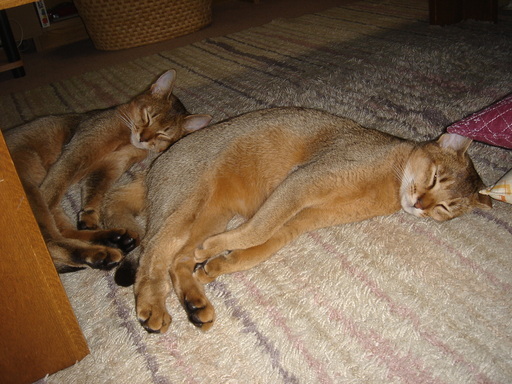 �^�N����́u��͉��|�v