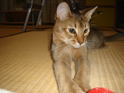 �^�N����́u��͉��|�v