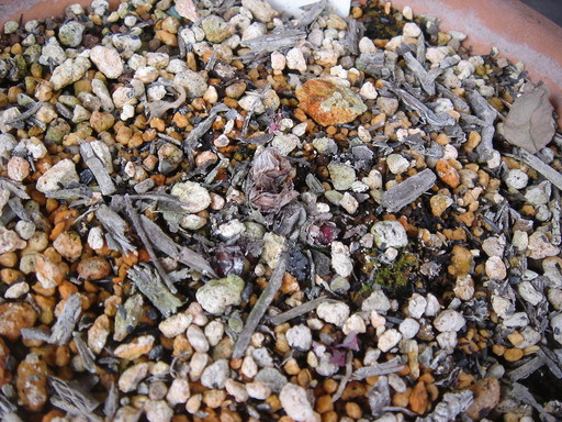 �^�N����́u��͉��|�v