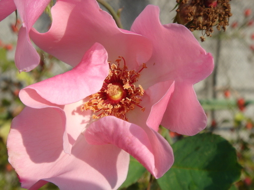 �^�N����́u��͉��|�v