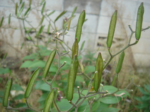 �^�N����́u��͉��|�v