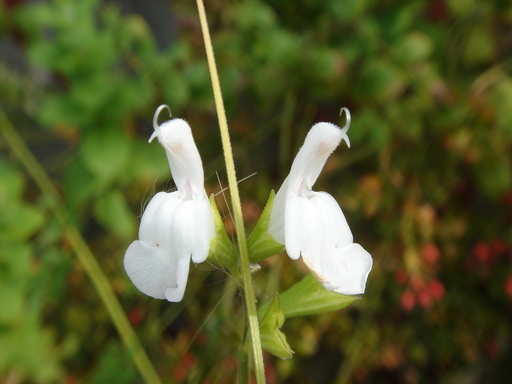 �^�N����́u��͉��|�v