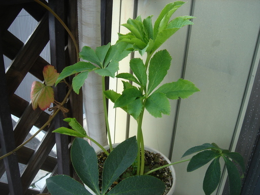 �^�N����́u��͉��|�v