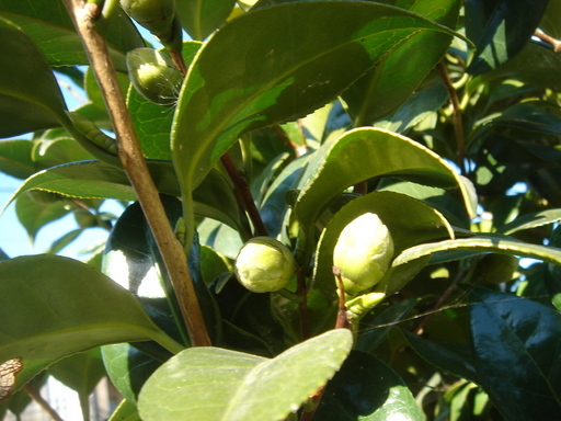 �^�N����́u��͉��|�v