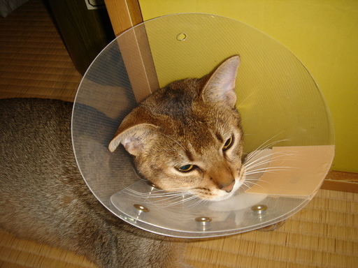 �^�N����́u��͉��|�v