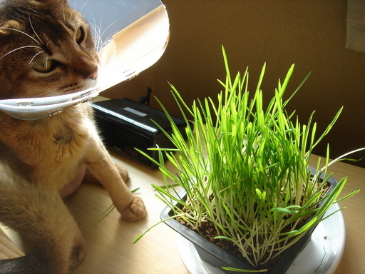 �^�N����́u��͉��|�v