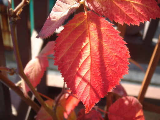 �^�N����́u��͉��|�v