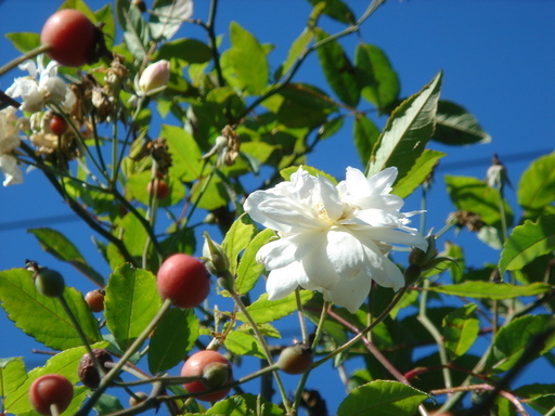 �^�N����́u��͉��|�v