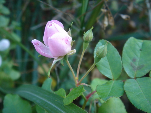 �^�N����́u��͉��|�v