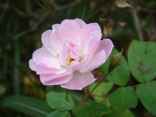 �^�N����́u��͉��|�v