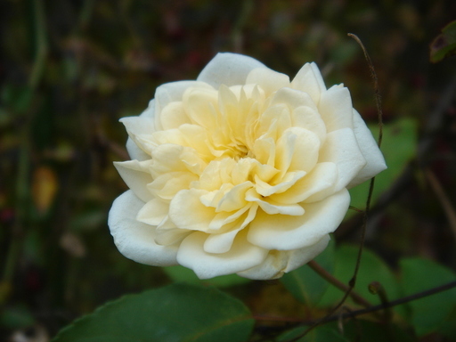 �^�N����́u��͉��|�v