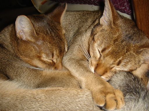 �^�N����́u��͉��|�v