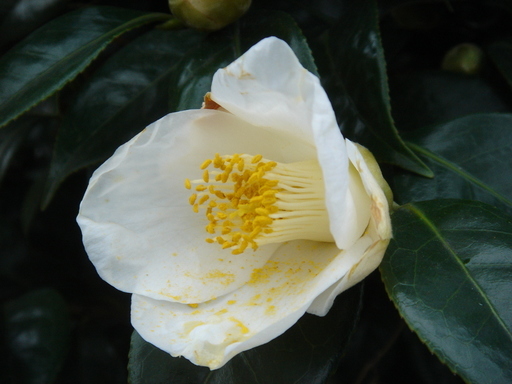 �^�N����́u��͉��|�v