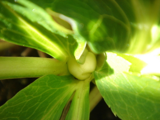 �^�N����́u��͉��|�v