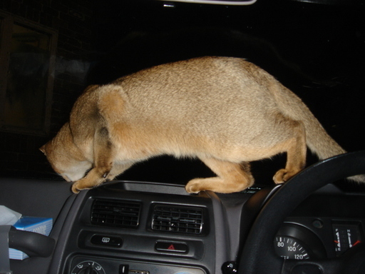 �^�N����́u��͉��|�v