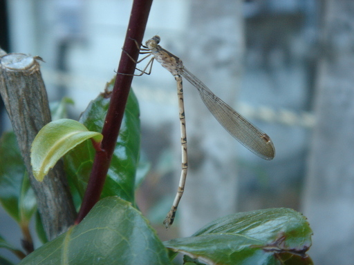 �^�N����́u��͉��|�v