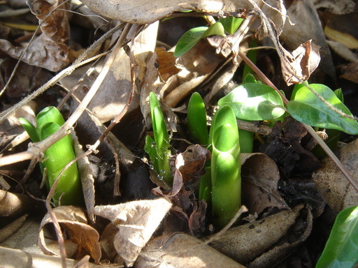 �^�N����́u��͉��|�v