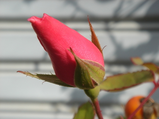 �^�N����́u��͉��|�v