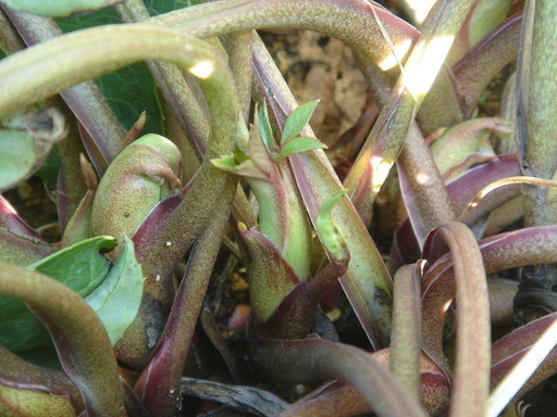 �^�N����́u��͉��|�v