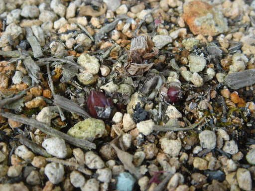 �^�N����́u��͉��|�v