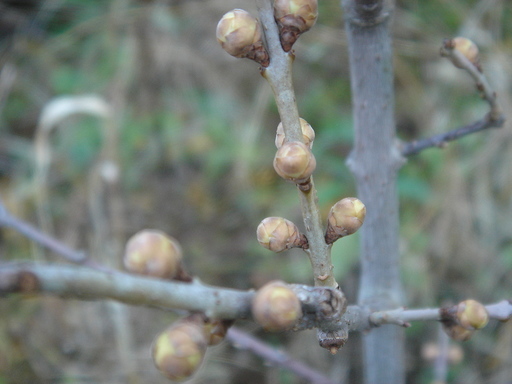 �^�N����́u��͉��|�v