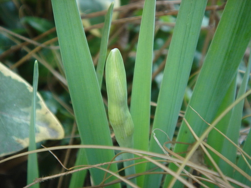 �^�N����́u��͉��|�v