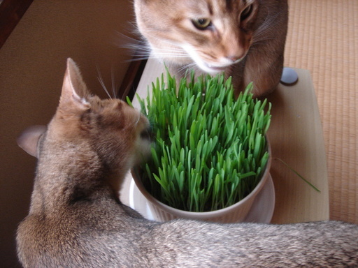 �^�N����́u��͉��|�v