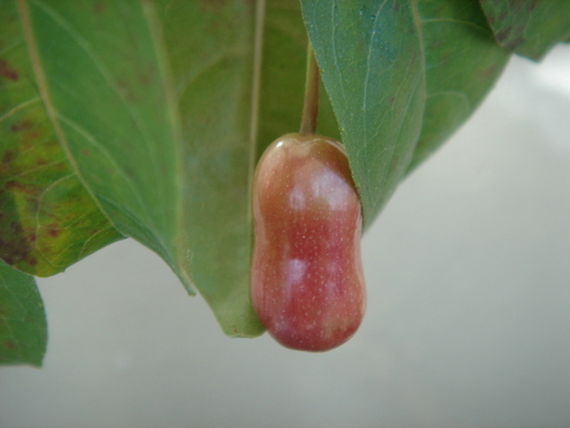 �^�N����́u��͉��|�v