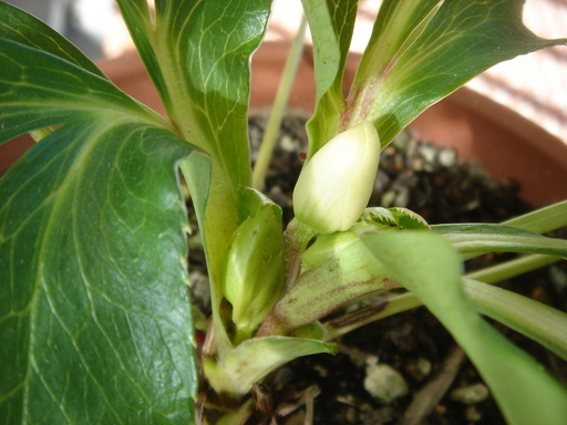 �^�N����́u��͉��|�v