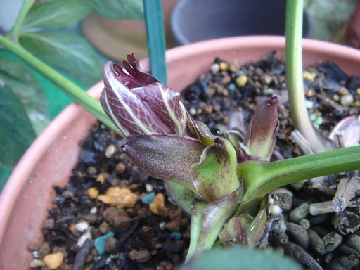 �^�N����́u��͉��|�v