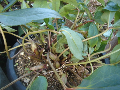 �^�N����́u��͉��|�v