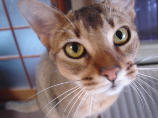 �^�N����́u��͉��|�v