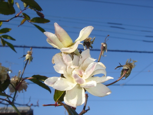 �^�N����́u��͉��|�v