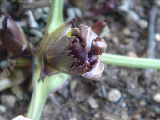 �^�N����́u��͉��|�v