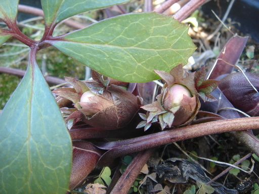 �^�N����́u��͉��|�v