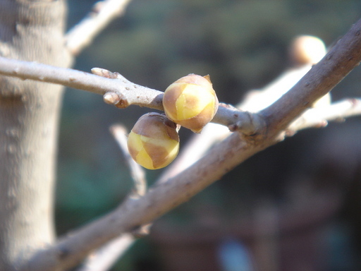 �^�N����́u��͉��|�v