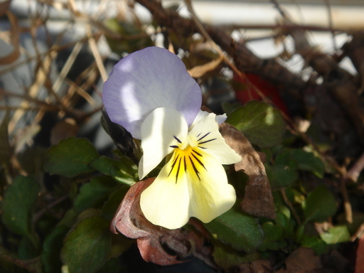 �^�N����́u��͉��|�v