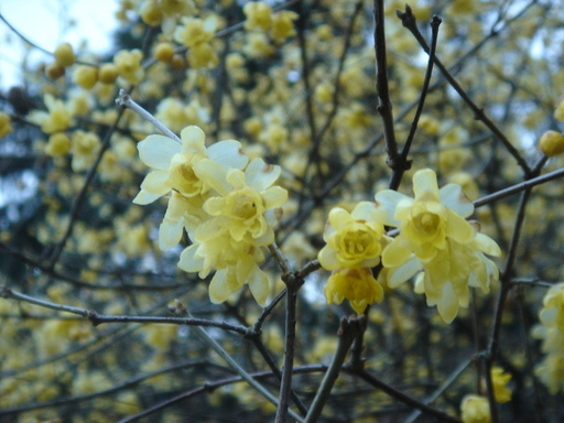 �^�N����́u��͉��|�v