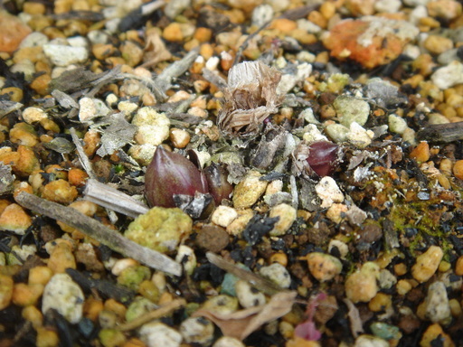 �^�N����́u��͉��|�v