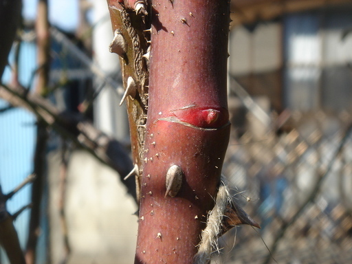 �^�N����́u��͉��|�v