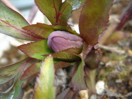 �^�N����́u��͉��|�v