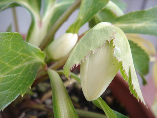 �^�N����́u��͉��|�v