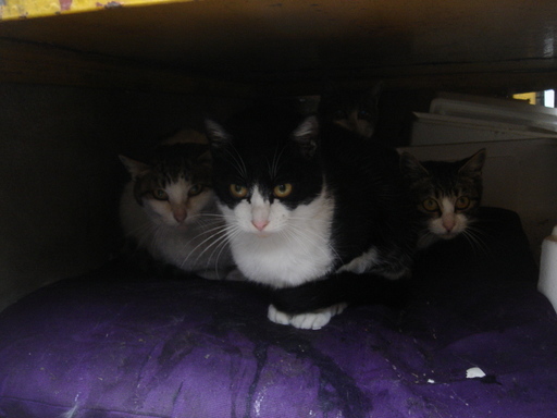 �^�N����́u��͉��|�v