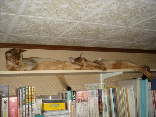 �^�N����́u��͉��|�v