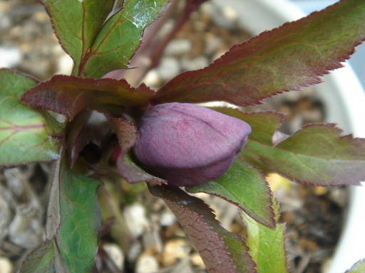 �^�N����́u��͉��|�v