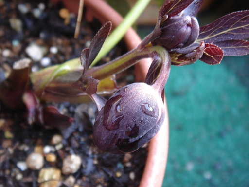 �^�N����́u��͉��|�v